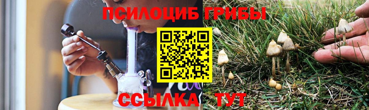 Псилоцибиновые грибы Psilocybine cubensis Дербент